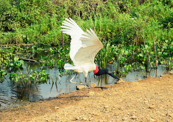 One Tuiuiu bird landing on the wetlands region of Pantanal, Brazil. Big white bird with open wings,...