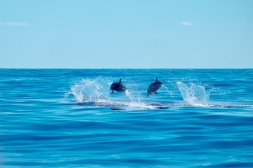 Beautiful dolphins on a perfect day in the Azores.