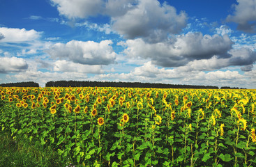 Field of blooming sunflowers on a background of cloudy blue sky