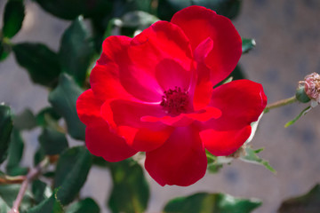 Rose red color 