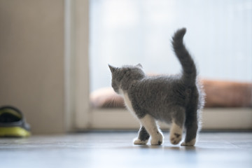 Gray British shorthair cats, indoors