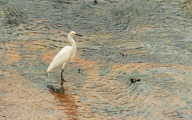 White egret on the water of a lake in wetlands of pantanal in Brazil. Ardea alba.