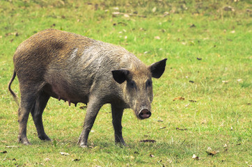 Wild dirty pig on a green grass of Pantanal in Brazil.