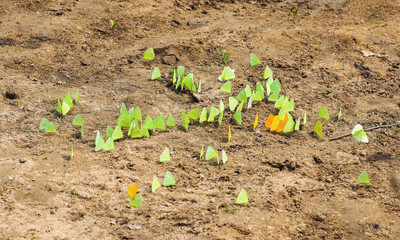 Huge group of yellow butterflies on the sandy ground.
