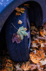 Tire in Leaves