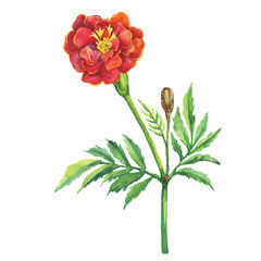 Tagetes patula, the French marigold (Tagetes erecta, Mexican marigold). Red marigold. Garden flowering plant. Watercolor hand drawn painting illustration isolated on white background.