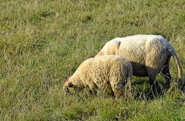 Fototapeta premium sheep on a pasture feeding on grass, early Autumn 