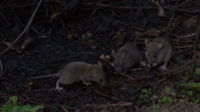 Full shot of several rats drinking and eating from the ground