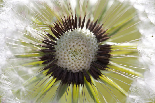 Dandelion Macro With Seeds