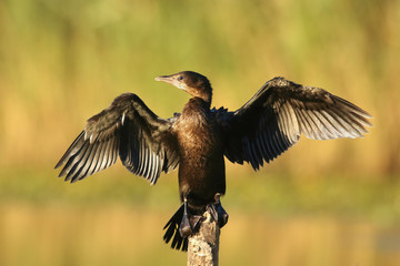 The pygmy cormorant (Microcarbo pygmeus) sitting on the branch in the middle of pond with open wings and green background