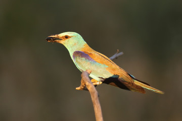 The European roller (Coracias garrulus) is sitting on the branch with big beetle in the beak in last evening light