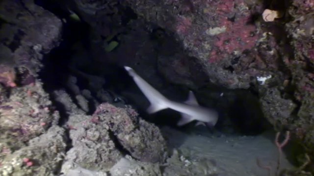 Reef shark underwater in search of food amazing coral on seabed Maldives. Unique amazing video footage. Abyssal relax diving. Natural aquarium of sea and ocean. Beautiful animals.