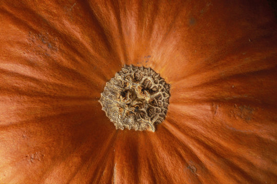een close-up van een pompoen