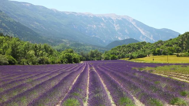 Lavendelfeld am Mont Ventoux