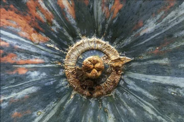 Fototapeten eine Nahaufnahme von einem Kürbis © twanwiermans