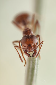 Red Fire Ant face at lookiing into camera