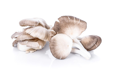mushrooms isolated on white background