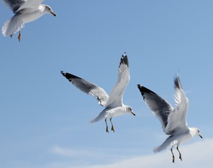 Fototapeta na wymiar Seagull Wings