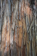Taxodium distichum bark