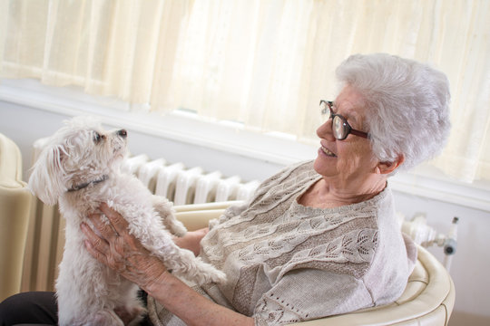 Old woman holding in hands small Maltese dog at home.