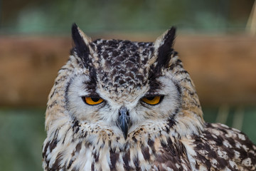 Fototapeta premium Bengalensis Eagle Owl portrait in Fauna Aventura, Madrid.