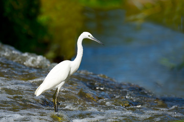 White heron standing in water stream