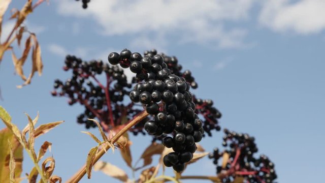 Sambucus ebulus black berries against blue sky Healthy Danewort elder plant close-up