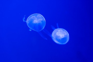 Obraz na płótnie Canvas Blue jellyfish swim to light in the aquarium, Fluorescent jellyfish.