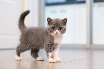 Gray British shorthair cats, indoors