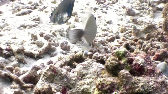 Triggerfish unicorn fish underwater eats coral on seabed in Maldives. Unique macro video closeup footage. Abyssal relax diving. Natural aquarium of sea and ocean. Inhabitants in search of food.