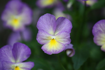 Purple Pansy