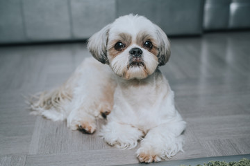 Shih tzu dog
