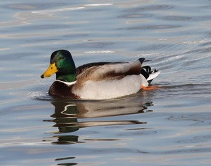 Mallard Reflections