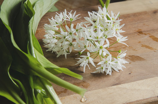 Wild Garlic