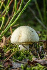 Fatally poisonous toadstool grows in forest
