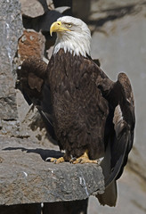 Stellers sea eagle. Latin name - Haliaeetus pelagicus