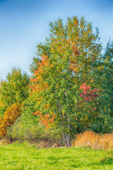 Few birch trees with color autumn leaves next to meadow