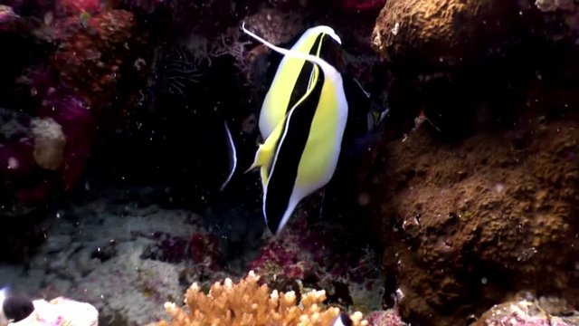 Butterfly fish underwater natural aquarium of sea and ocean in Maldives. Unique video footage. Abyssal relax diving. Beautiful animals.