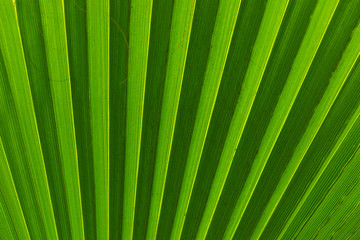 tropical palm leaves background