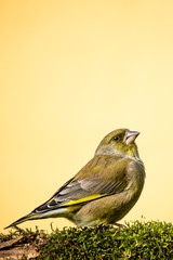 Single male greenfinch bird sits on branch covered by moss