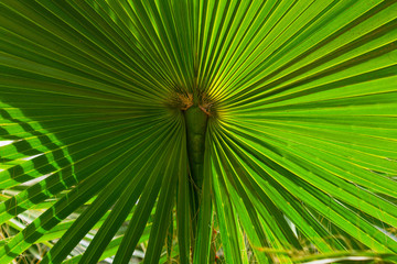 tropical palm leaves background