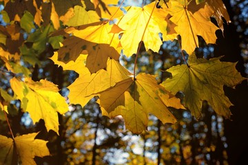 Sun shining through autumn yellow maple leaves