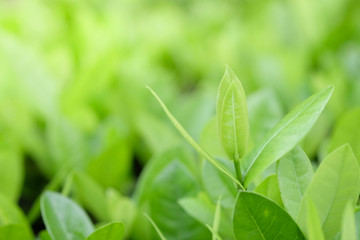 Fototapeta na wymiar Natural green plants background or wallpaper. nature view of green leaf in garden at summer under sunlight.