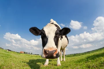 Foto op Canvas grappige close-up koe op groene grasweide © Olha Rohulya