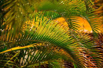 tropical palm leaves background with lush foliage