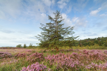 lanch tree and blossoming heather
