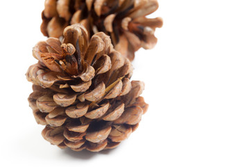 Pine cones on a white background