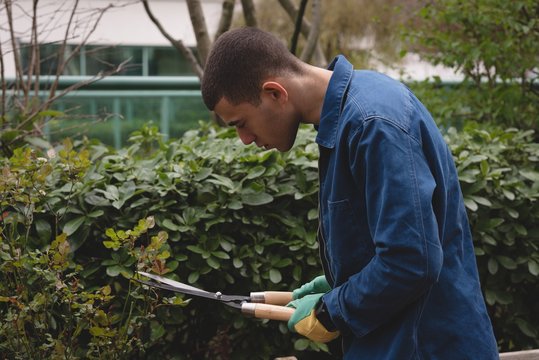 Man Cutting The Hedges In The Garden