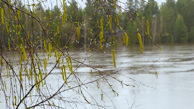 View through the birch&rsquo;s branches to river shore at spring time