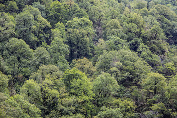 Fototapeta na wymiar Deciduous green trees in forest on mountainside.
